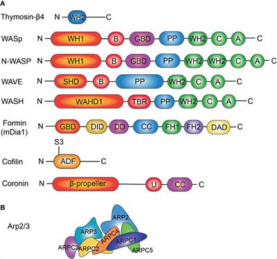 The Actin Regulators Involved in the Function and Related Diseases of Lymphocytes